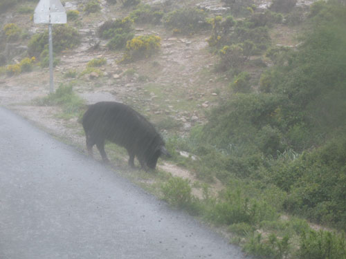 Mein erstes Wildschwein