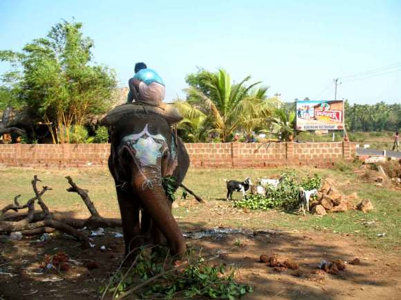 Goa Elefant mit Junge