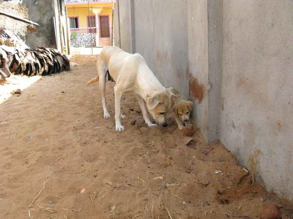 Goa Strandhunde