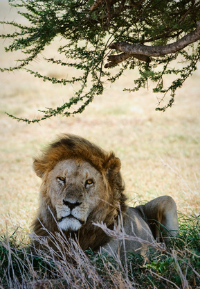 Löwe im Gras