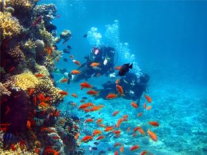 Portugal bietet Tauchfreunden eine tolle Unterwasserwelt