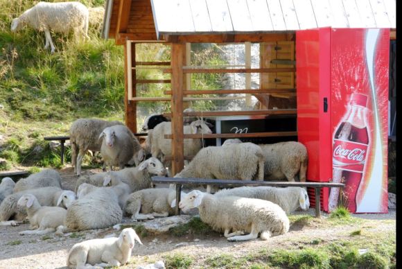 Schafe am Kiosk,Vrsic-Pass, Triglav-Nationalpark, Julische Alpen, Slowenien