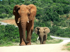Elephanten in Kenia