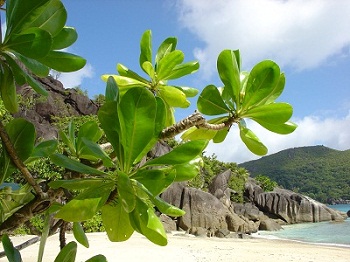 Strand Pflanze Seychellen