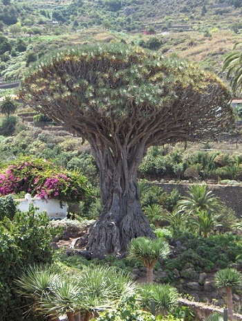 Drachenbaum Teneriffa