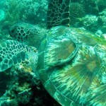 Eine Wasserschildkröte - Apo Island hat den Ruf als "Turtle Paradise" und man kann direkt in Strandnähe leicht viele Wasserschildkröten sichten.